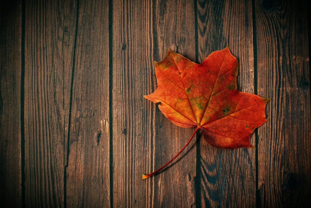 Una hoja color anaranjado recién caída de un árbol en otoño.